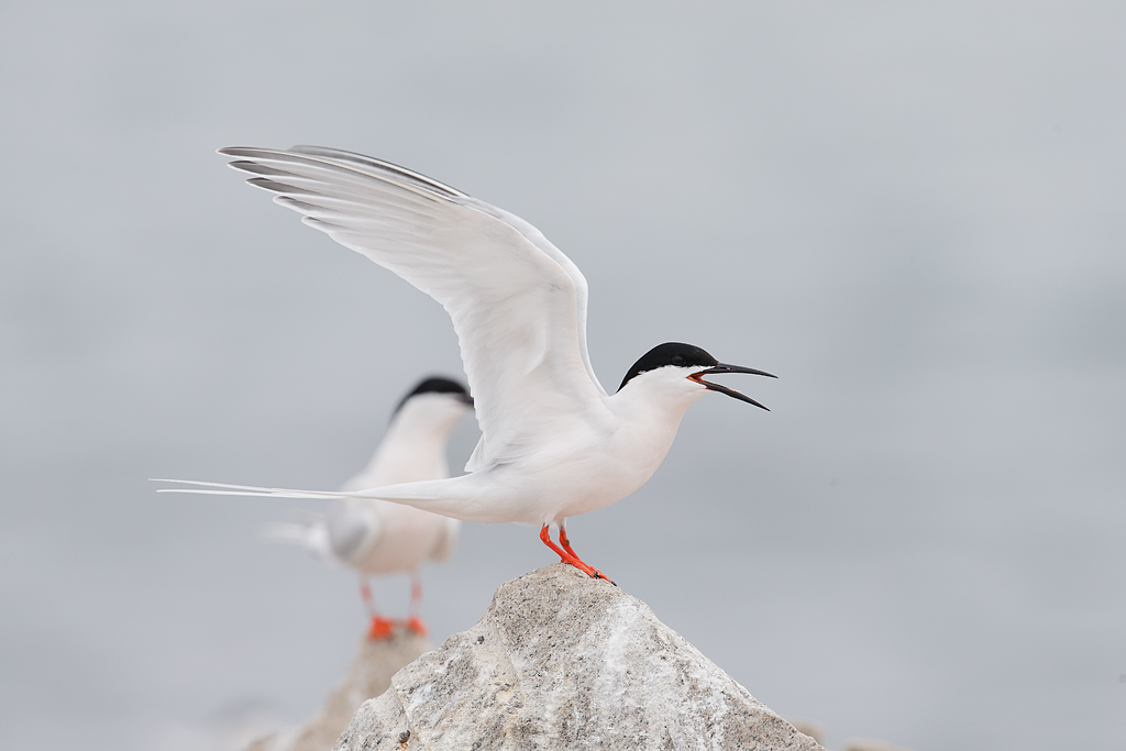 Big Lens News (Pardon the Pun) & Photoshop Tern Revelations « Arthur