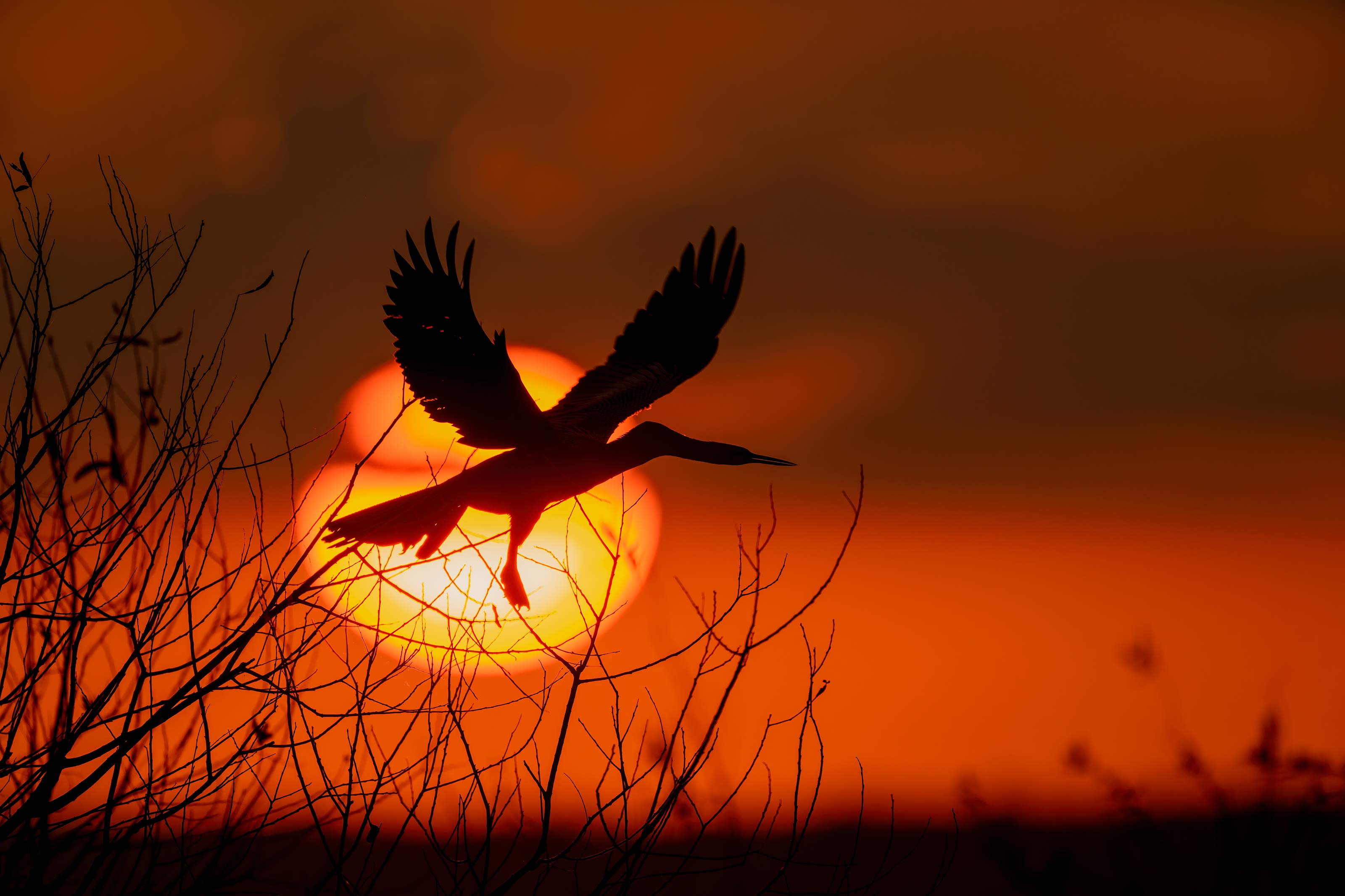 Anhinga 3200 taking flight at sunset A1G3039 Indian Lake Estates FL