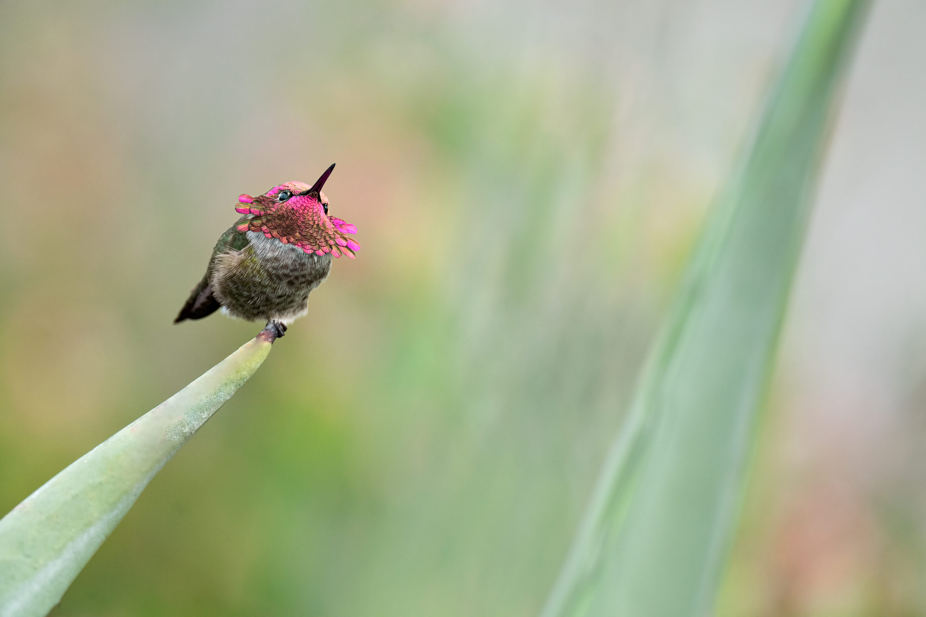 La Jolla’s Anna’s Hummingbirds « Arthur Morris/BIRDS AS ART