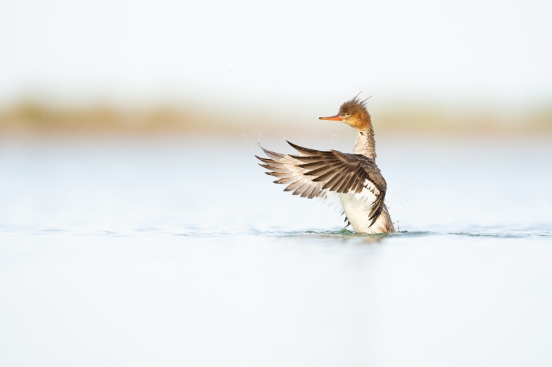 13.-Red-Breasted-Merganser-Fort-De-Soto-2022.04.27-09998-S