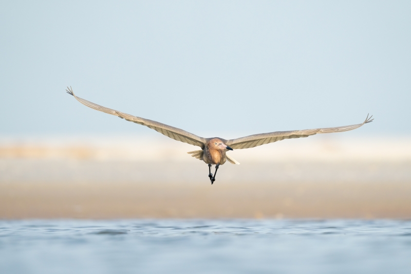 18.-Reddish-Egret-Fort-De-Soto-2022.04.27-09745-S