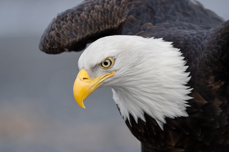 1_Bald-Eagle-3200-adult-far-wing-raised-_A1G1890-Kachemak-Bay-AK