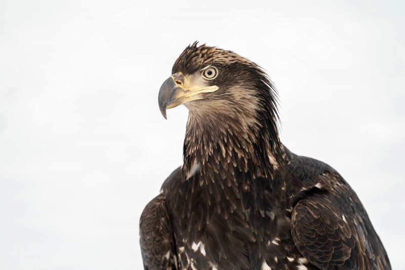 1_Bald-Eagle-3200-juvenile-head-and-neck-portrait-_A9B6407-Kachemak-Bay-AK