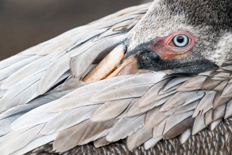 1_Brown-Pelican-3200-Pacific-race-2-year-old-tight-detail-_A1G2338-La-Jolla-CA