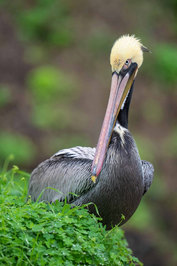 1_Brown-Pelican-3200-in-green-_A1G7510-La-Jolla-CA