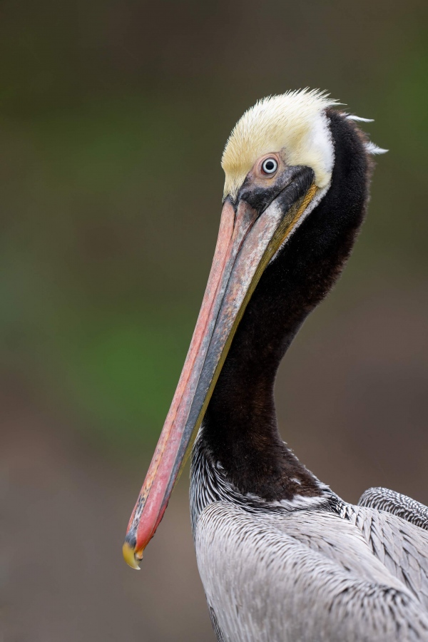 1_Brown-Pelican-l-3200-ow-light-_A1G6680-La-Jolla-CA