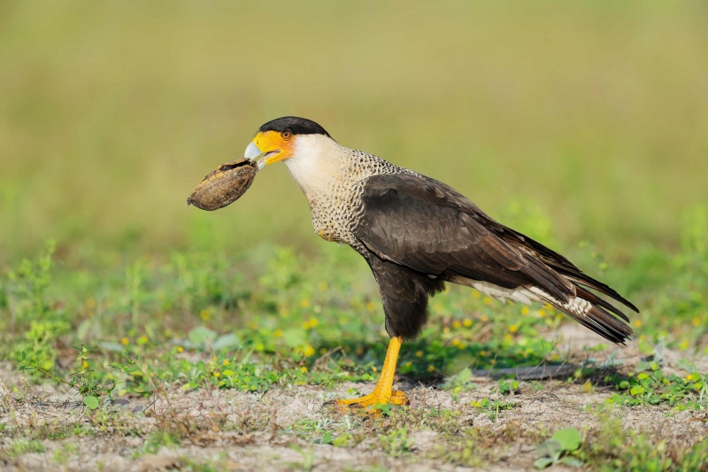 1_Crested-Caracara-3200-holding-shell-of-long-dead-turtle-_A1G1273-Indian-Lake-Estates-FL