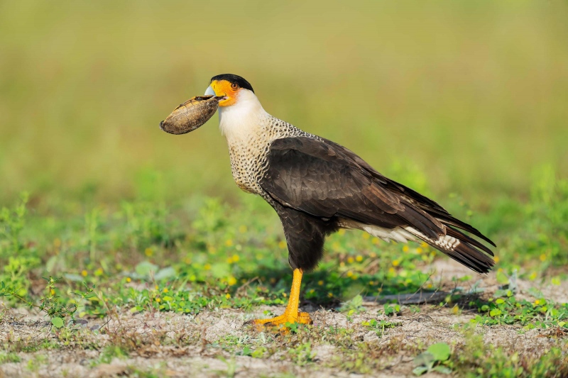 1_Crested-Caracara-3200-with-shell-of-long-dead-turtle-_A1G1283-Indian-Lake-Estates-FL