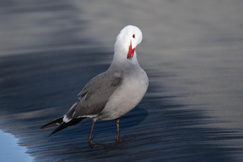 1_Heermanns-Gull-3200-preening-side-of-neck-_A1G4719-Coronado-CA