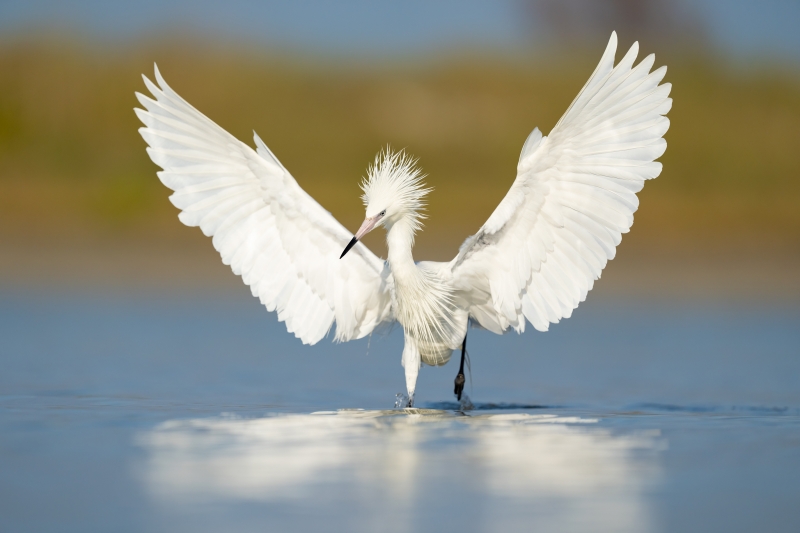 23.-Reddish-Egret-Fort-De-Soto-2022.04.28-02020-S