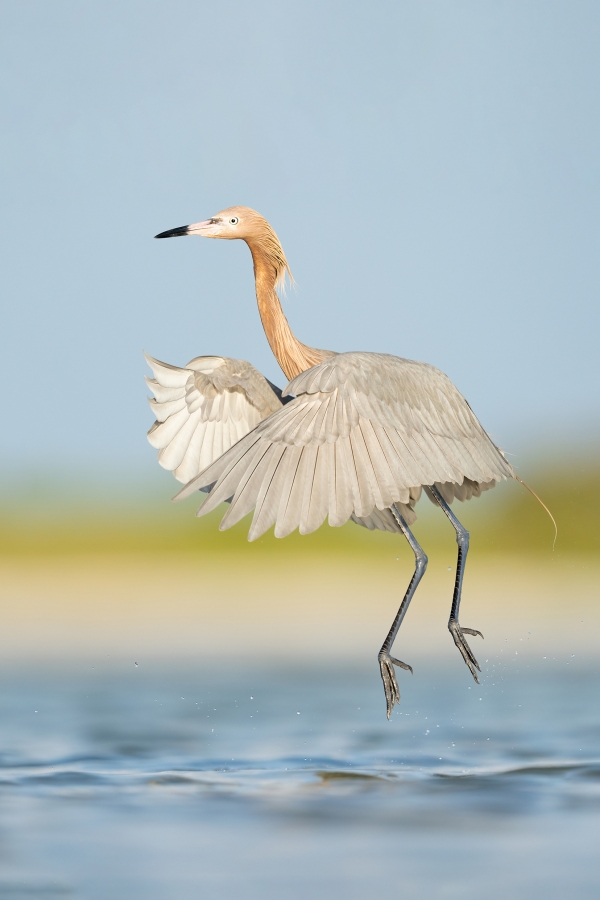 26.-Reddish-Egret-Fort-De-Soto-A-2022.04.28-02824-S