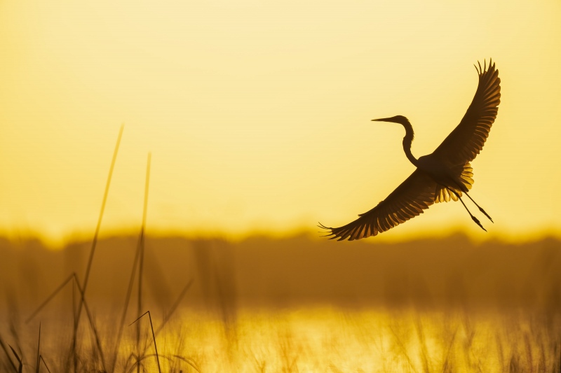 2_Great-Egret-3200-sunset-silhouette-flaring-in-flight-_A1B7245-Indian-Lake-Estates-FL