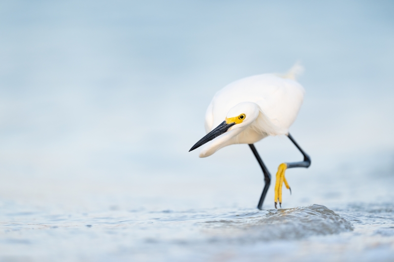 31.-Snowy-Egret-Fort-De-Soto-2022.04.26-09236-S