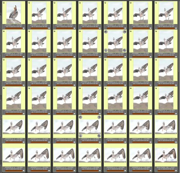 42-peicans-1
