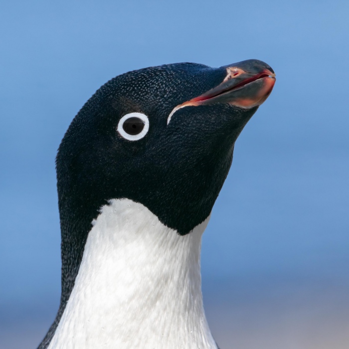 Adelie-Penguin-2400-_Y8A4838-Brown-Bluff-Antarctica