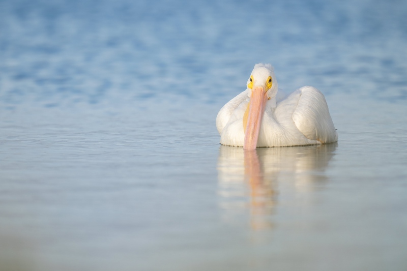 American-White-Pelican-3200-3-4-facing-_A1G4694-Fort-DeSoto-Park-Tierra-Verde-FL