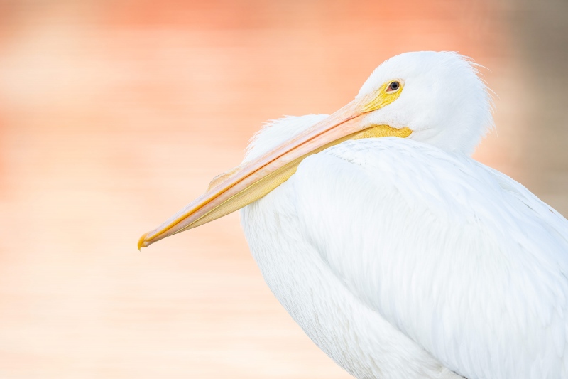 American-White-Pelican-3200-_A1G2978-Lakeland-FL-