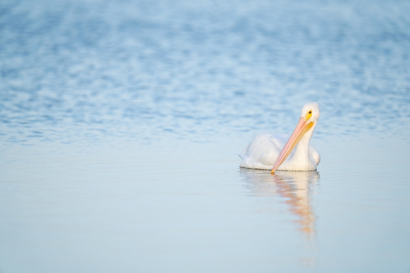 American-White-Pelican-3200-floating-_A1G4352-Fort-DeSoto-Park-Tierra-Verde-FL