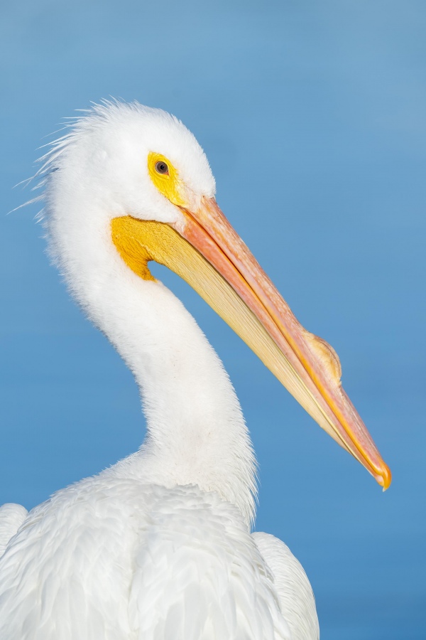American-White-Pelican-3200-head-and-shoulders-portrait-_A1G4956-Lakeland-FL