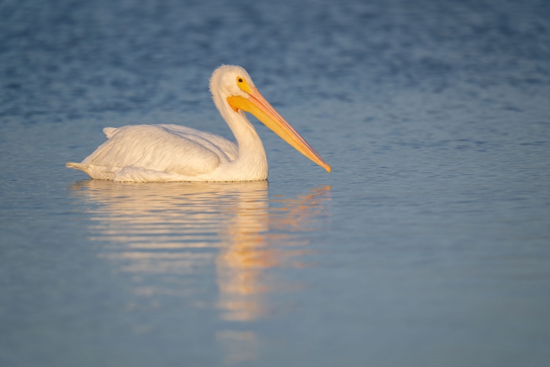 American-White-Pelican-3200-swimming-_A1G4161-Fort-DeSoto-Park-Tierra-Verde-FL