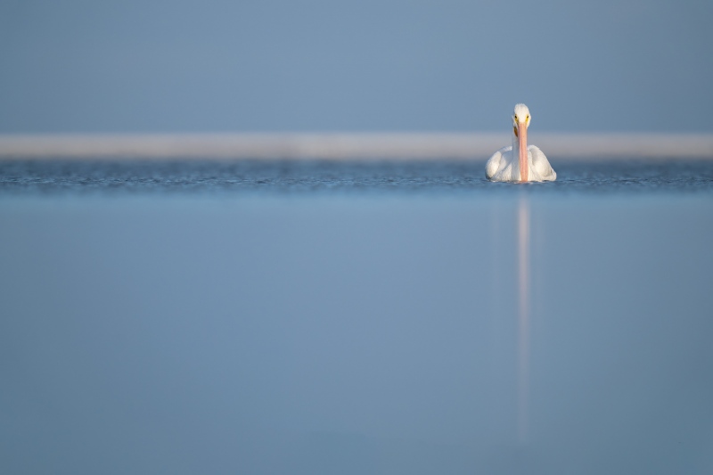 American-White-Pelican-3200-swimming-_A1G4734-Fort-DeSoto-Park-Tierra-Verde-FL