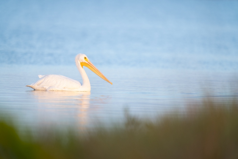 American-White-Pelican-3200-with-marsh-grasses-_A1G4050-Fort-DeSoto-Park-Tierra-Verde-FL