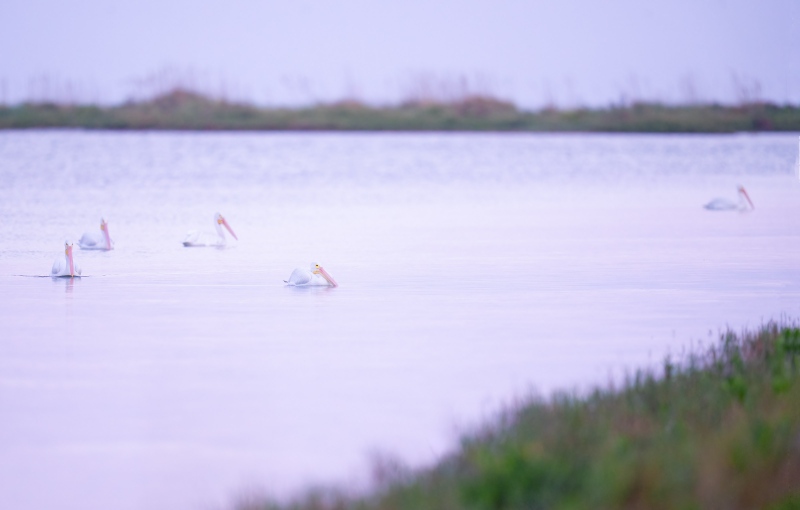 American-White-Pelicans-3200-in-predawn-light-_A1G3665-Fort-DeSoto-Park-Tierra-Verde-FL