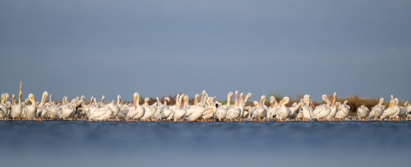 American-White-Pelicans3200-roosting-flock-_A1G4723-Fort-DeSoto-Park-Tierra-Verde-FL