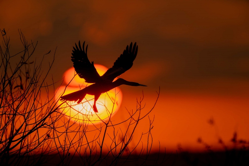 Anhinga-3200-taking-flight-at-sunset-_A1G3039-Indian-Lake-Estates-FL