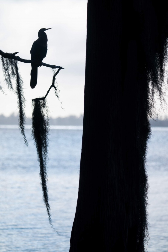 Anhinga-backlit-3200-with-hanging-moss-tree-_A1G7864-Circle-B-Bar-Preserve-Lakeland-FL