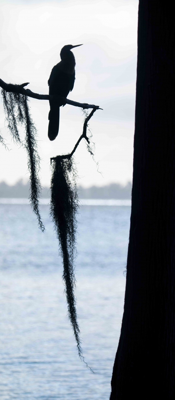 Anhinga-backlit-SKINNIER-vertical-pano-crop-with-hanging-moss-tree-_A1G7864-Circle-B-Bar-Preserve-Lakeland-FL