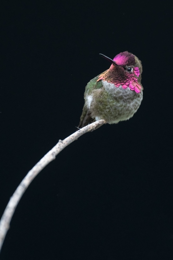 Annas-Hummingbird-3200-cave-BKGR-_A1G5010-La-Jolla-CA