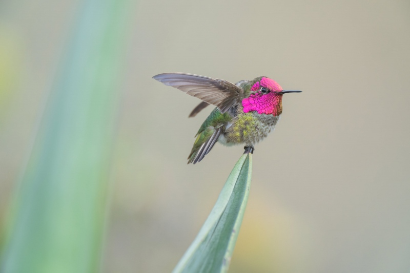 Annas-Hummingbird-3200-male-with-wings-raised-_A1G4443-La-Jolla-CA
