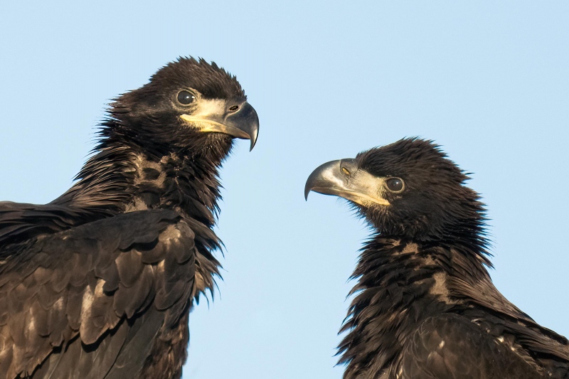 Bald-Eagle-100-PCT-crop-2200-px-large-chicks-in-nest-_A1G0085-Indian-Lake-Estates-FL