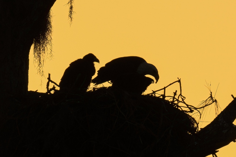 Bald-Eagle-100-pct-crop-2000-px-feeding-chick-at-sunrise-_A1G9452-Indian-Lake-Estates-FL