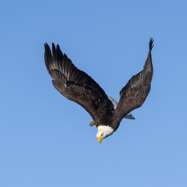 Bald-Eagle-2400-beginning-dive-_A1G2122-Katchemak-Bay-AK