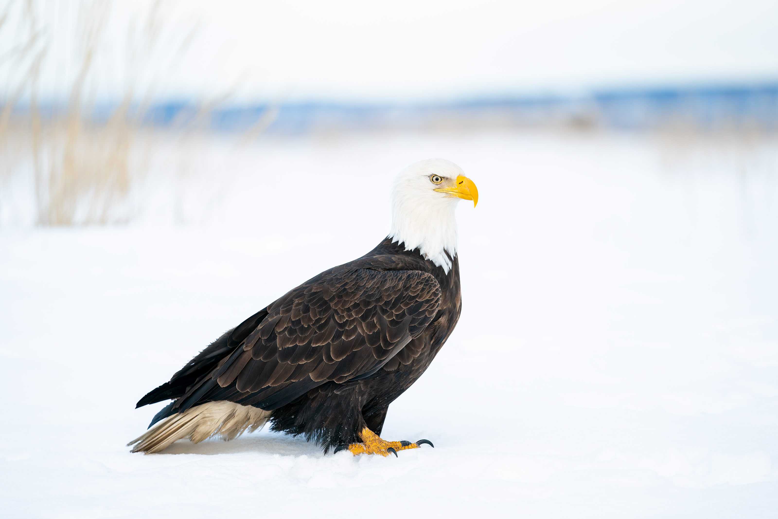 Bald-Eagle-3200-adult-bird-scape-_A9B6725-Kachemak-Bay-AK