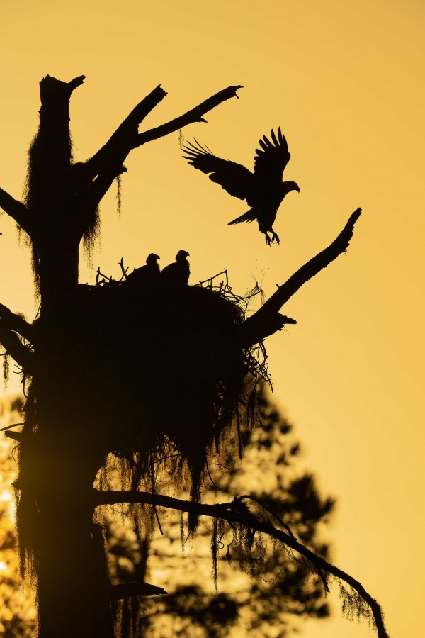 Bald-Eagle-3200-adult-leaving-nest-after-sunrise-feeding-_A1G9577-Indian-Lake-Estates-FL