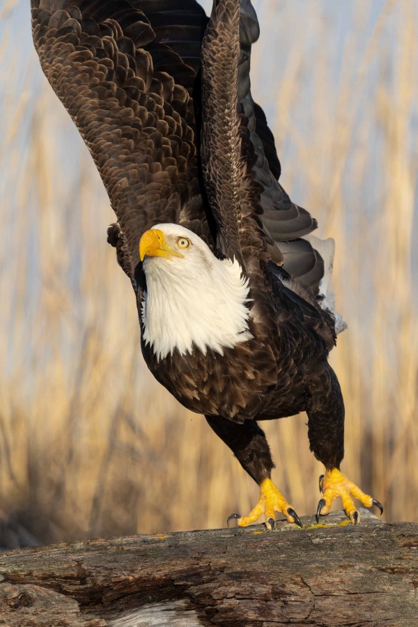 Bald-Eagle-3200-adult-taking-flight-_A1G1906-Katchemak-Bay-AK