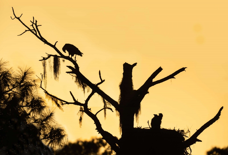 Bald-Eagle-3200-chicks-in-nest-looking-at-adult-_A1G0794-Indian-Lake-Estates-FL