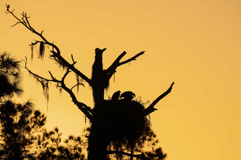 Bald-Eagle-3200-feeding-chick-at-sunrise-_A1G9452-Indian-Lake-Estates-FL