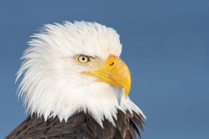 Bald-Eagle-3200-female-head-portrait-_7R48814-Kachemak-Bay-AK