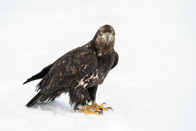 Bald-Eagle-3200-juvenile-1st-winter-_A9B6423-Kachemak-Bay-AK