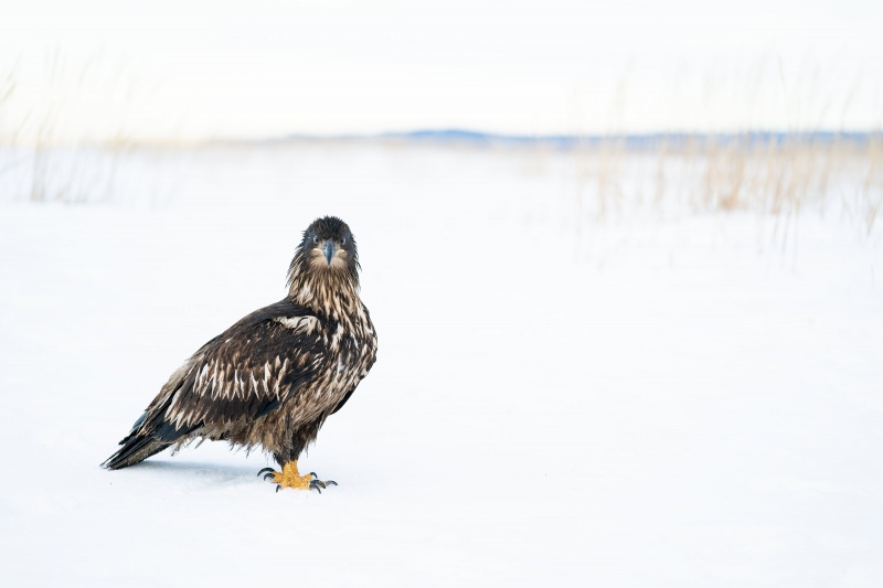 Bald-Eagle-3200-juvenile-bird-scape-_A9B6783-Kachemak-Bay-AK