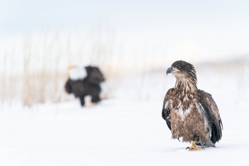 Bald-Eagle-3200-juvie-and-adult-juxtapostion-_A9B6019-Kachemak-Bay-AK