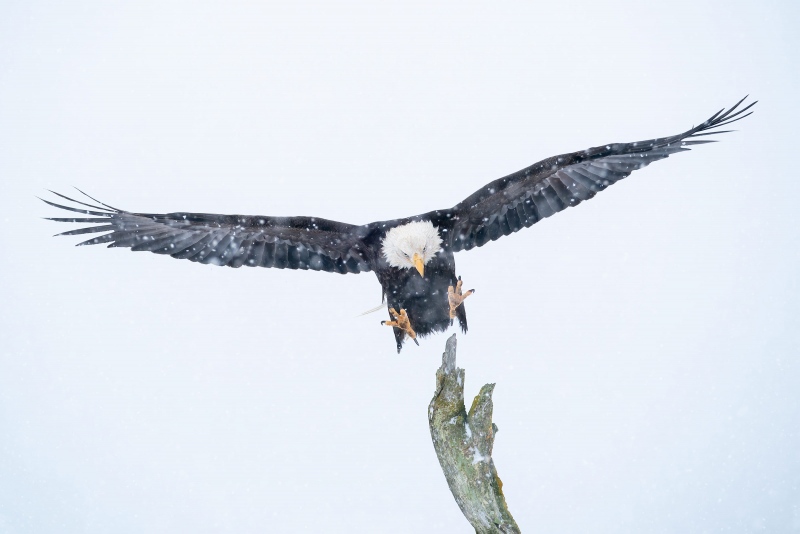 Bald-Eagle-3200-landing-_A929027-Kachemak-Bay-AK