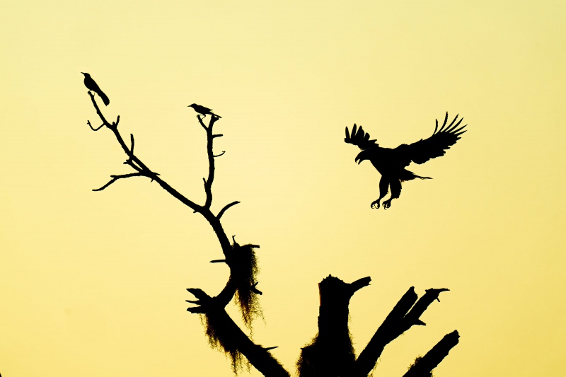 Bald-Eagle-3200-landing-at-nest-tree-_A1G3743-Indian-Lake-Estates-FL