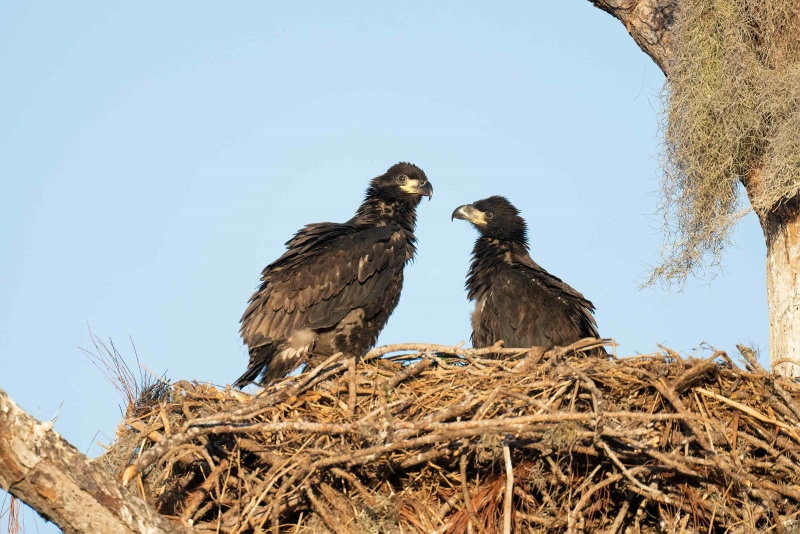 Bald-Eagle-3200-large-chicks-in-nest-_A1G0085-Indian-Lake-Estates-FL