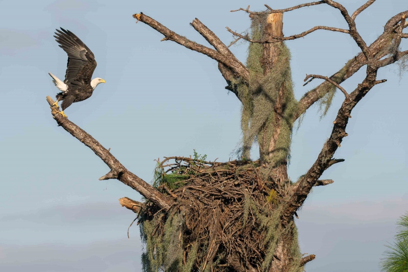 Bald-Eagle-3200-lifting-off-nest-tree-after-Ian-_A1G5774-Indian-Lake-Estates-FL