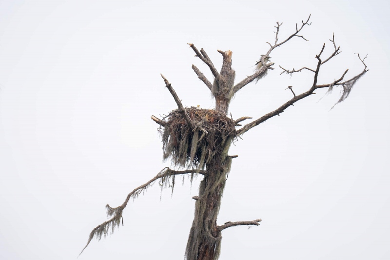 Bald-Eagle-3200-on-eggs-in-nest-_A1G0166-Indian-Lake-Estates-FL